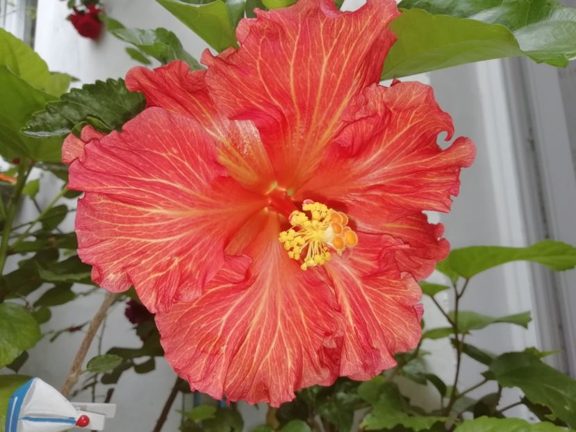  - RUSSIAN FIREBIRD X BLACK RAINBOW-uscat