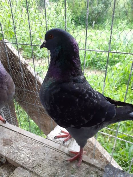 temp1 - Porumbei Kingi