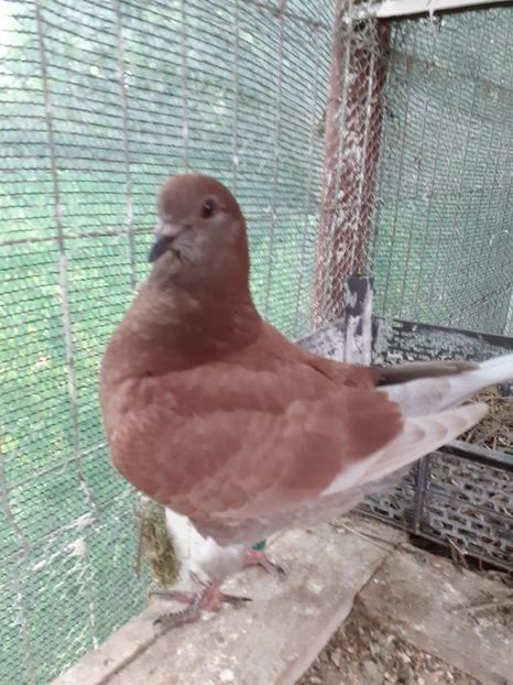 temp4 - Porumbei Kingi