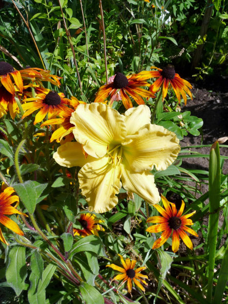  - Hemerocallis