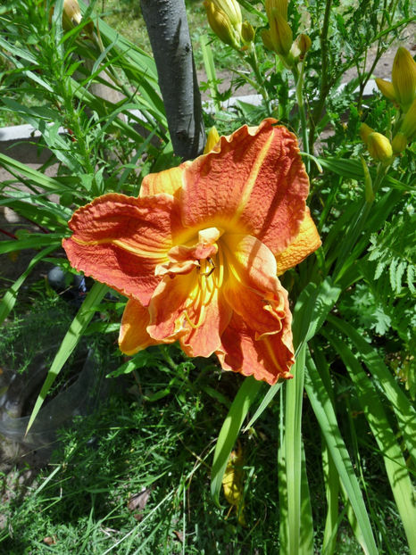  - Hemerocallis