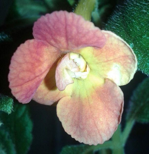 17-MM_S Irina(1) - 2020- ACHIMENES