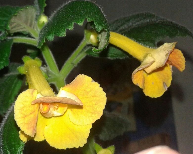 17-MM_S Irina(3) - 2020- ACHIMENES