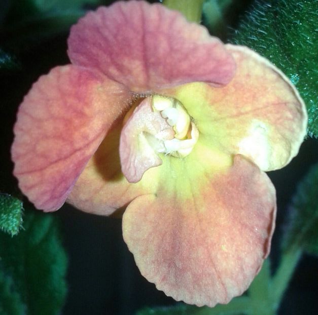 17-MM_S Irina(4) - 2020- ACHIMENES