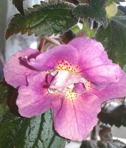 20 - Star Tracker - 2020- ACHIMENES