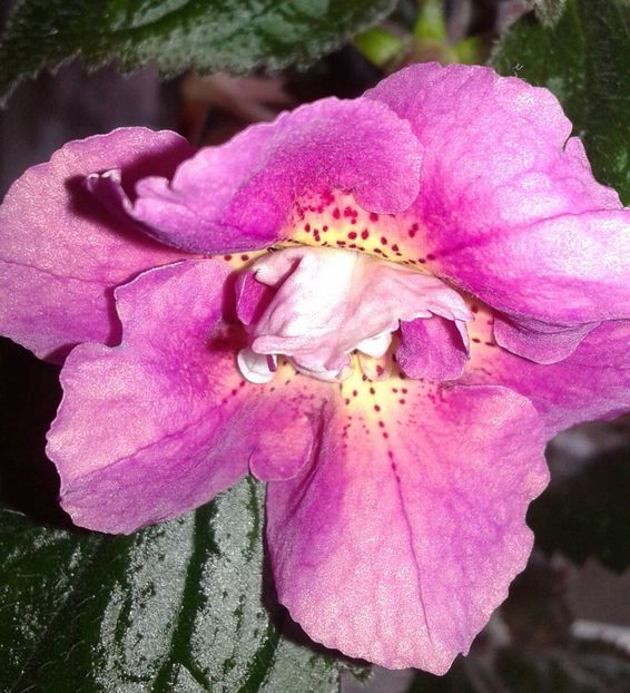 20 - Star Tracker(1) - 2020- ACHIMENES