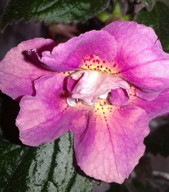 20 - Star Tracker(2) - 2020- ACHIMENES