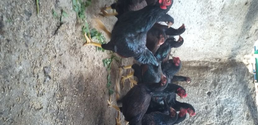  - Combatant indian talie mare