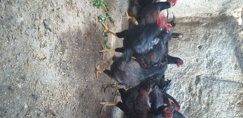  - Combatant indian talie mare