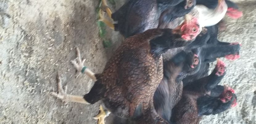  - Combatant indian talie mare