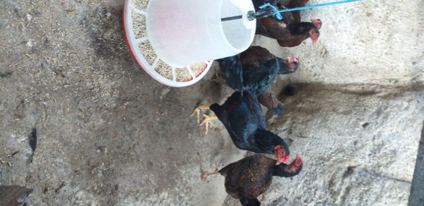  - Combatant indian talie mare