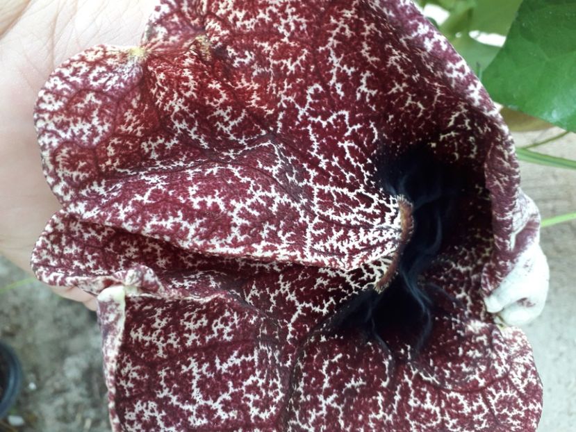  - Aristolochia Grandiflora