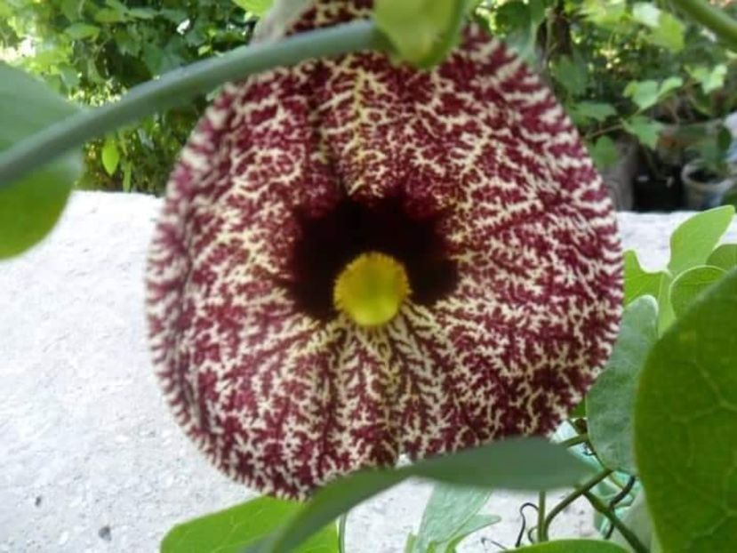  - Aristolochia