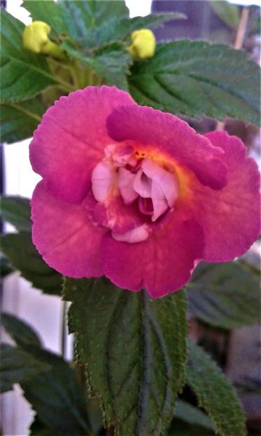  - Achimenes Nia 2020