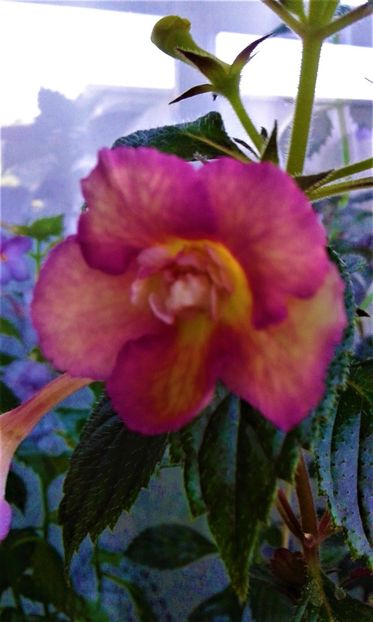  - Achimenes Nia 2020