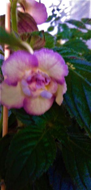  - Achimenes Nia 2020