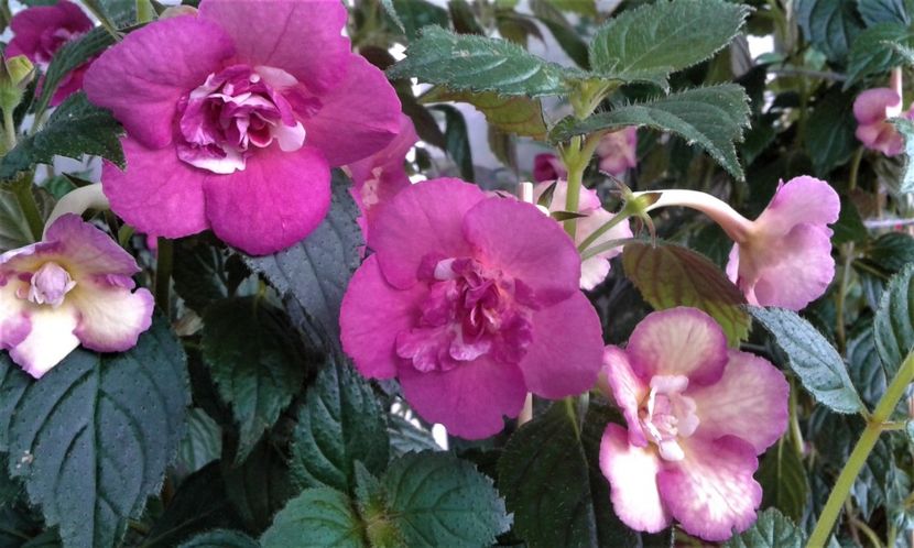  - Achimenes Nia 2020