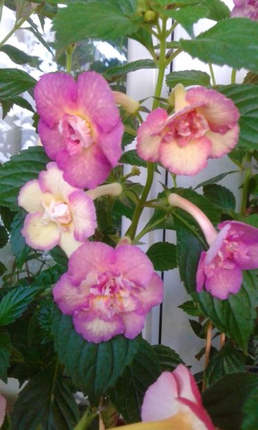  - Achimenes Nia 2020