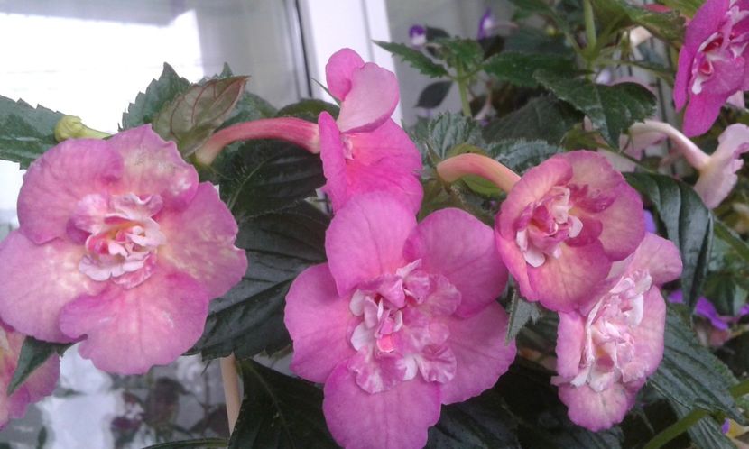  - Achimenes Nia 2020