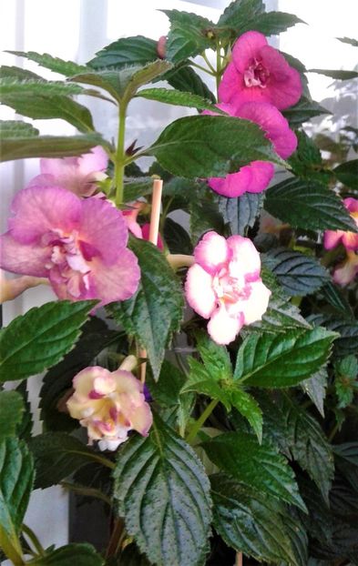  - Achimenes Nia 2020