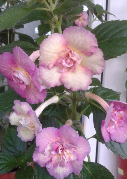  - Achimenes Nia 2020