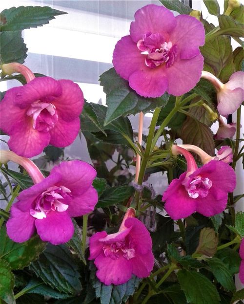  - Achimenes Nia 2020