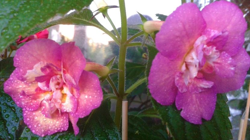  - Achimenes Nia 2020