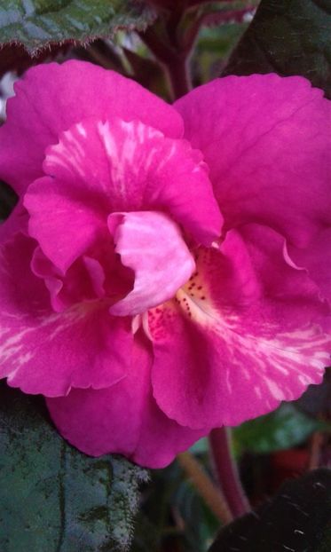  - 0000 ACHIMENES