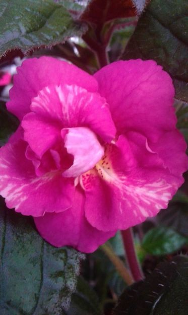  - 0000 ACHIMENES