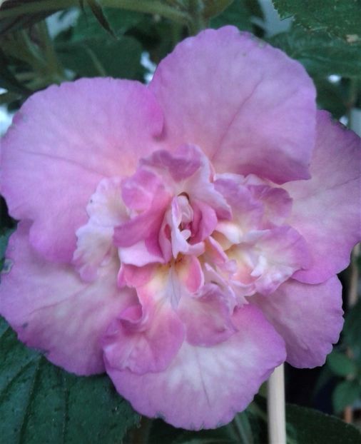  - 0000 ACHIMENES