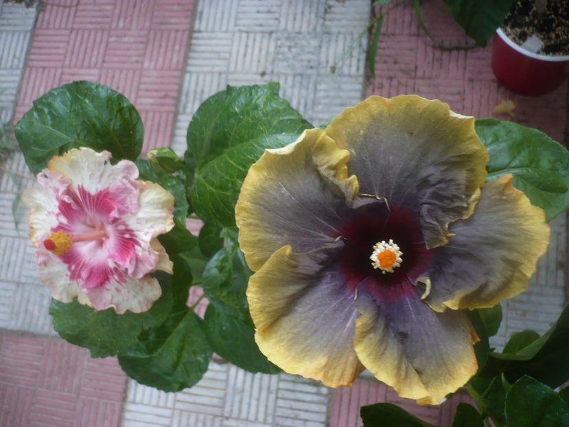 P1450791 - HIBISCUSI 2020-3