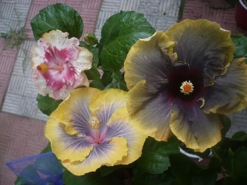P1450794 - HIBISCUSI 2020-3