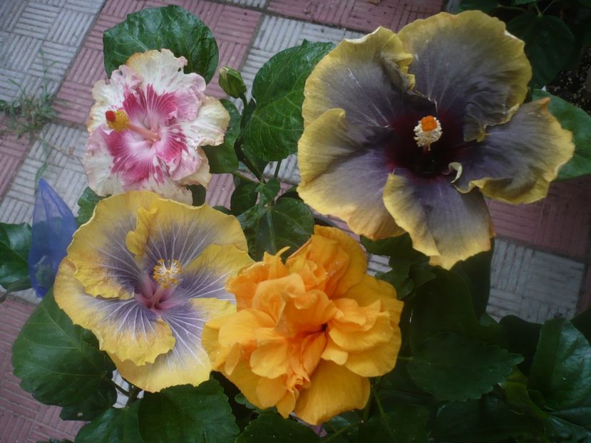 P1450798 - HIBISCUSI 2020-3