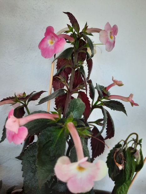  - BRID-S DORNROSCHEN