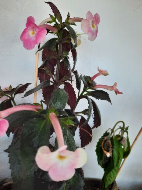  - BRID-S DORNROSCHEN