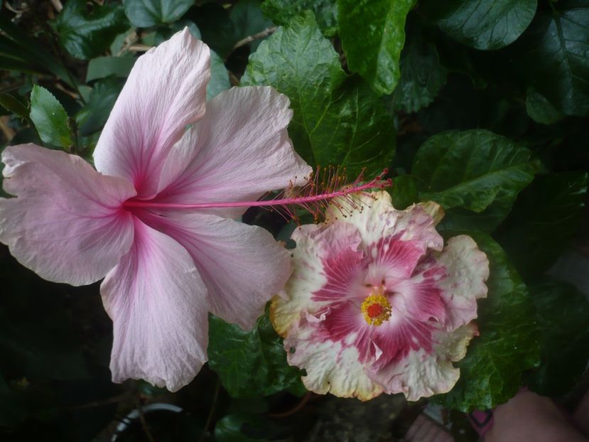 P1450812 - HIBISCUSI 2020-3