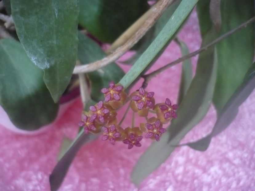 P1450814 - HOYA 2020-2