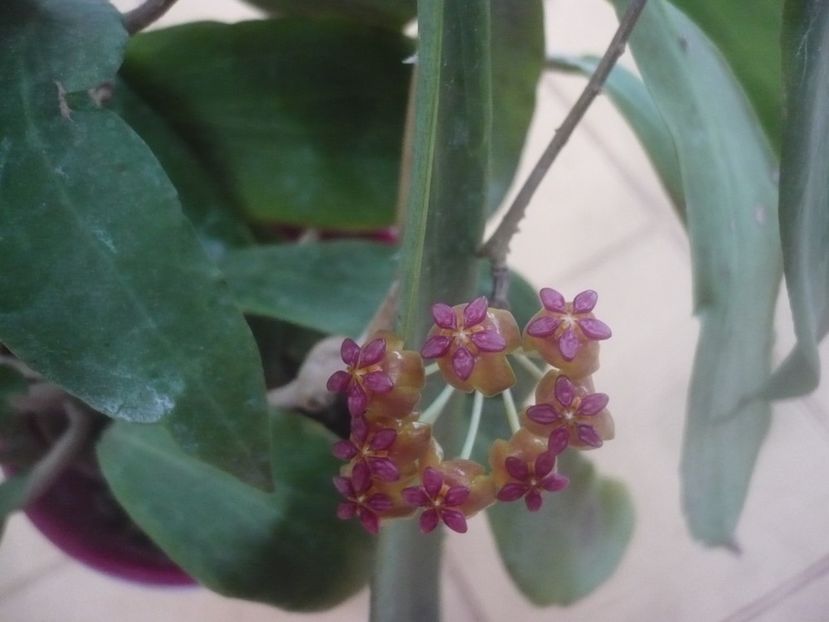 P1450816 - HOYA 2020-2