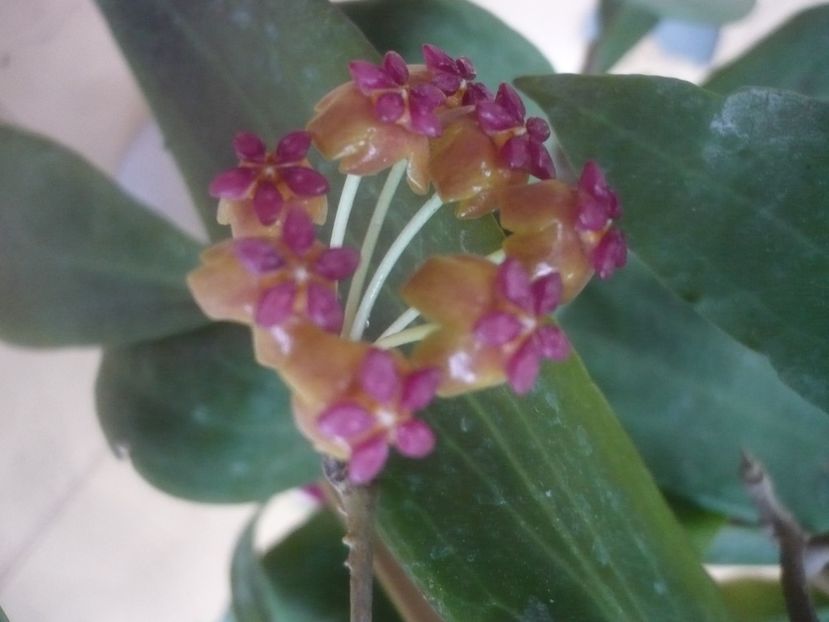 P1450818 - HOYA 2020-2