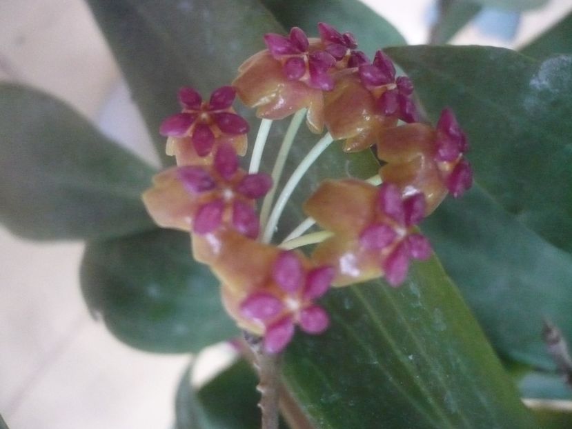 P1450819 - HOYA 2020-2