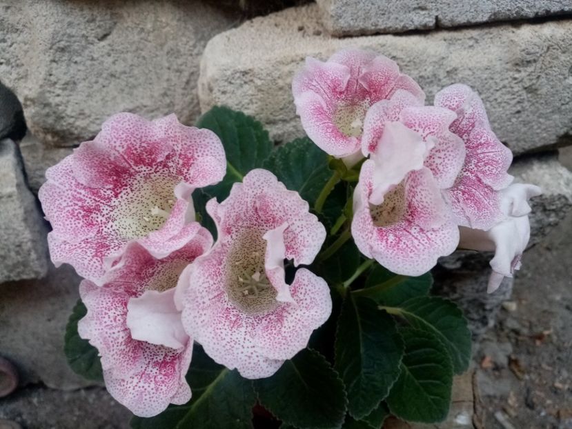 Rosu tigrat 2 - Gloxinia 2020