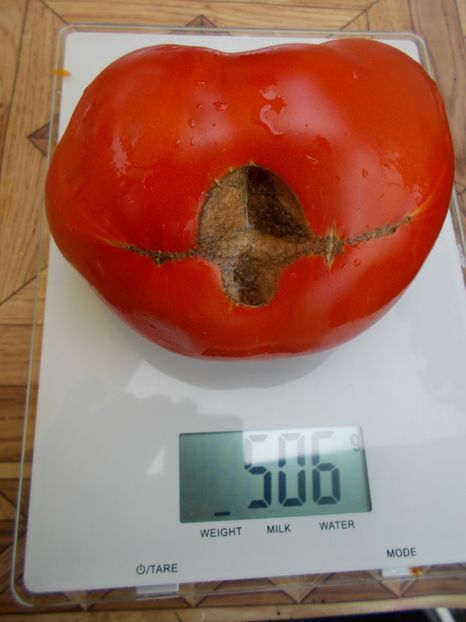  - SEMINTE ROSII - AUS ASTRACHAN