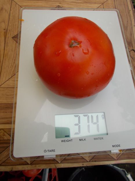  - SEMINTE ROSII - AUS ASTRACHAN