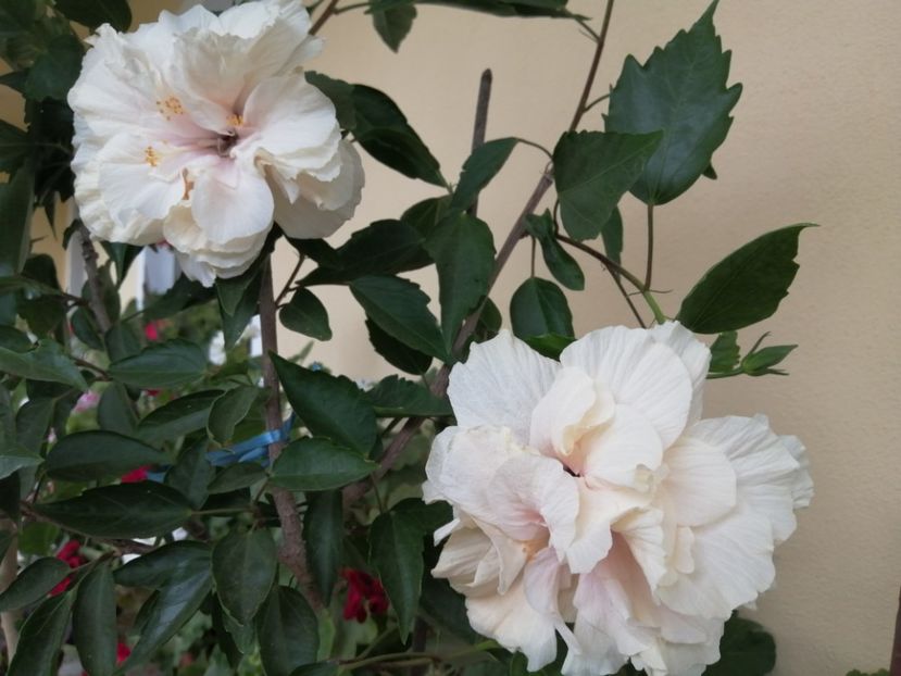  - Balsam pentru suflet