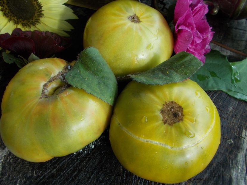  - SEMINTE ROSII - T 539 - EMERALDO GIGANT DWARF