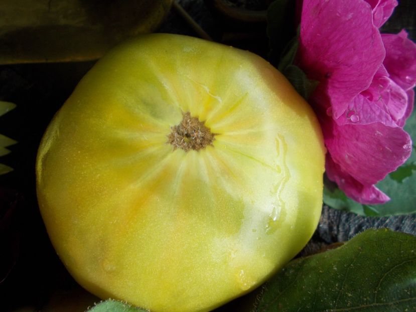  - SEMINTE ROSII - T 539 - EMERALDO GIGANT DWARF