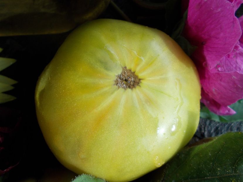  - SEMINTE ROSII - T 539 - EMERALDO GIGANT DWARF