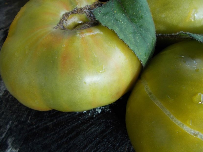  - SEMINTE ROSII - T 539 - EMERALDO GIGANT DWARF