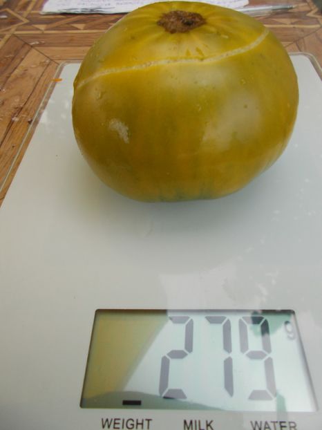  - SEMINTE ROSII - T 539 - EMERALDO GIGANT DWARF