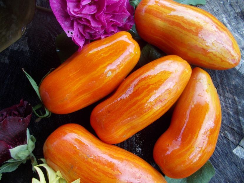  - SEMINTE ROSII - T 569 MARZANO FIRE